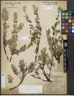 Foto von Salix repens subsp. repens L.